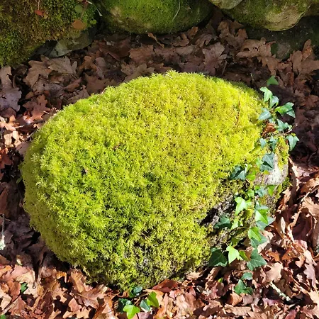 Chale, Pedra, Isolada, Natureza, Rio - Ecoturismo בקתה