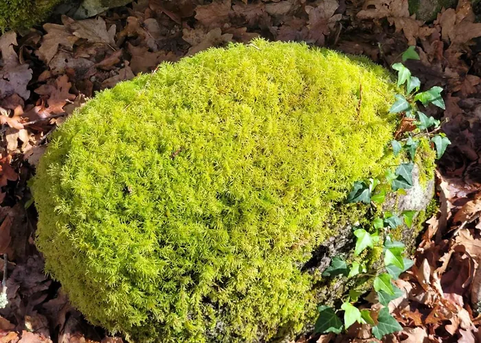 Chale, Pedra, Isolada, Natureza, Rio - Ecoturismo Chalé